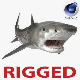 Tiger Shark Rigged for Cinema 4D